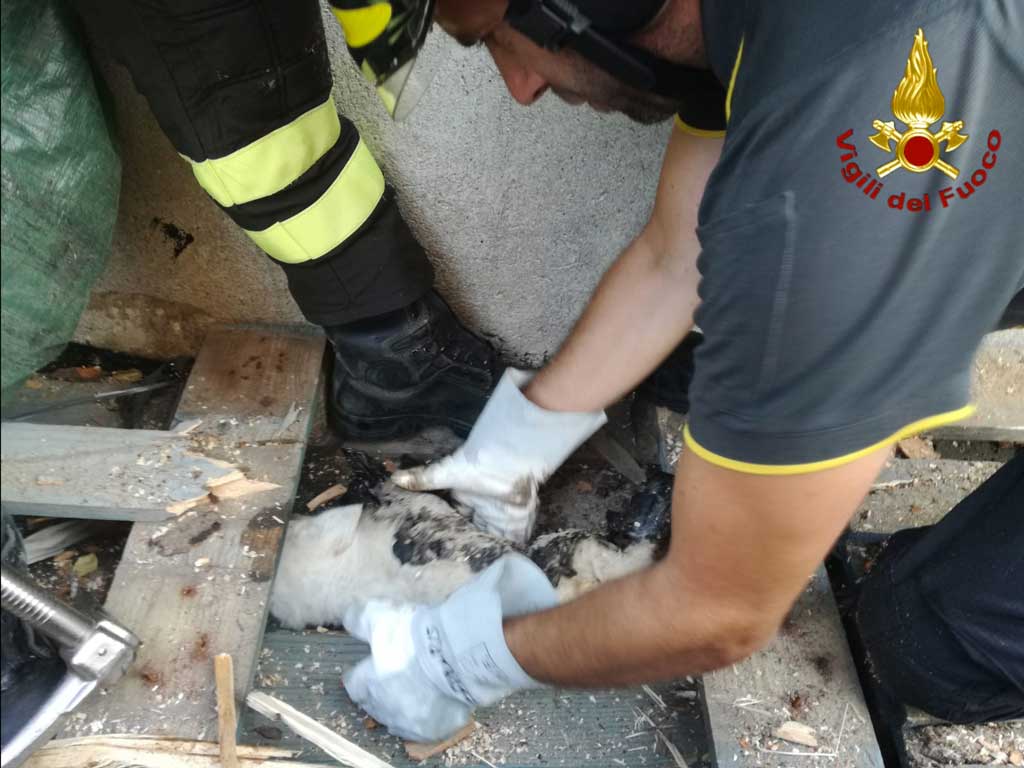 Salvato cagnolino sporco di catrame incastrato sotto catasta di legna nel crotonese