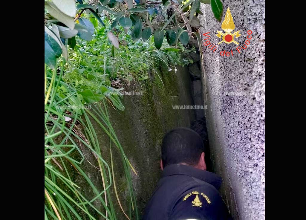 Cane cade in intercapedine a Catanzaro, salvato dai Vigili del Fuoco 