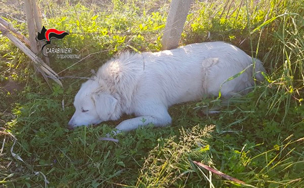 Lamezia, cane bloccato in trappola per cinghiali: denunciato agricoltore per bracconaggio 