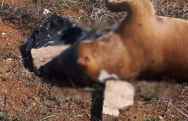Lamezia, cane trovato morto in via Montesanti: aveva un sacco in testa