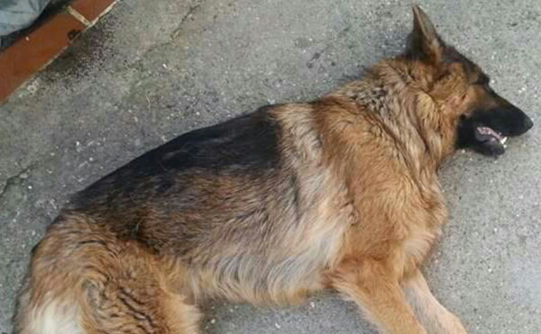 Lamezia, Vescio (FDI): ancora casi avvelenamento cani, comandante Zucco intervenga