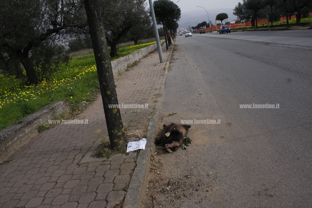 cane-morto-cartello1.jpg