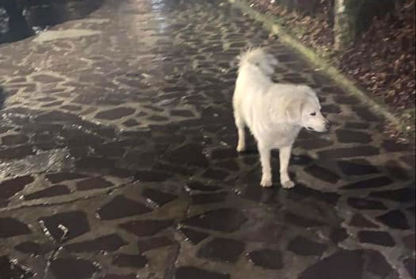 Cane ferito a colpi di arma da fuoco a Soveria Mannelli, il Sindaco: "Presenteró denuncia contro ignoti"