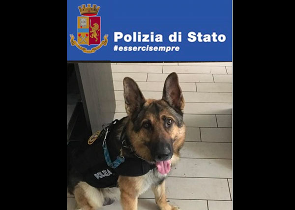 Detenzione e spaccio a Catanzaro, arrestato 53enne grazie anche a fiuto del cane polizotto Bruce