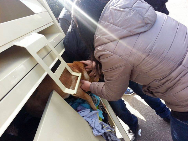 Lamezia: gettano cane in cassonetto abiti usati, salvato