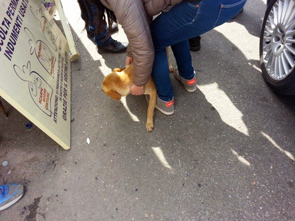 cane-rinchiuso-lamezia-aprile-2015.jpg