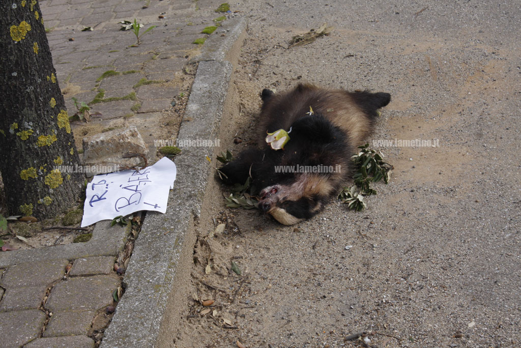 Lamezia, trovato tasso morto in via Perugini. Il cordoglio di un passante