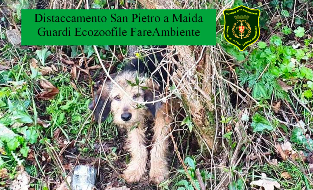 A San Pietro a Maida trovato cane legato ad un albero, la denuncia delle Guardie di FareAmbiente