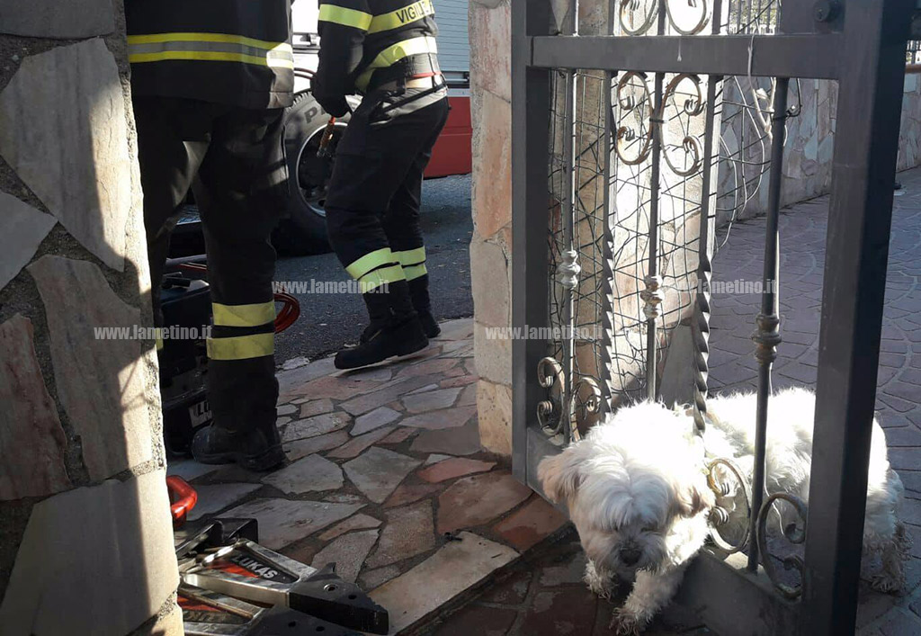 Lamezia: cane incastrato in un cancello in via dei Morgeti, salvato dai vigili del fuoco