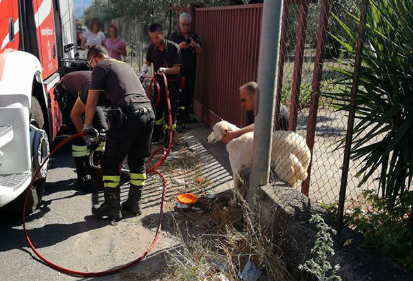 Lamezia: cane intrappolato tra le inferriate di un cancello in via Murat, salvato dai vigili del fuoco