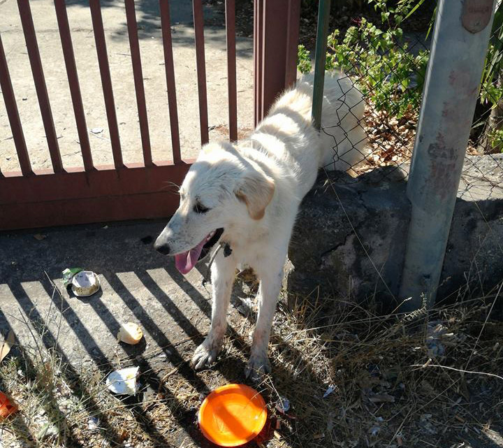 cane-salvato-2.jpg