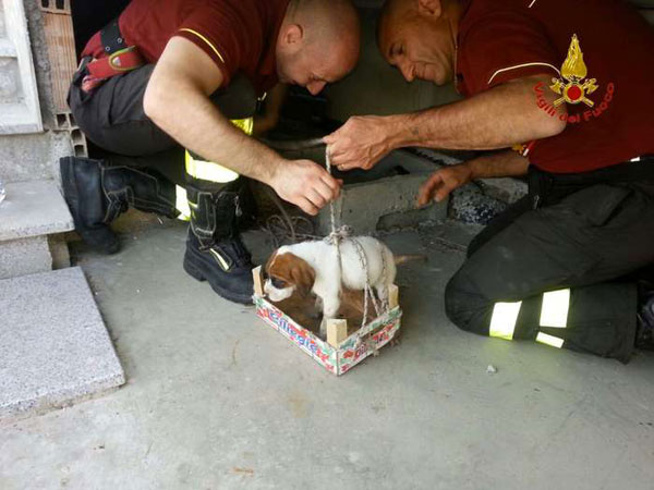 Cane precipita in tombino a Catanzaro, salvato dai vigili del fuoco