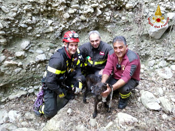 Cane cade in dirupo durante una battuta di caccia a Simeri Crichi, salvato dai Vigili del Fuoco