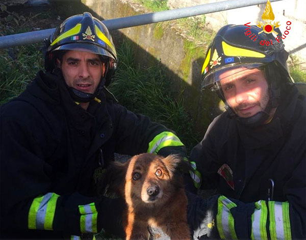 Lamezia, cane in un canale salvato dai vigili del fuoco