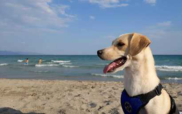 cane-spiaggia71_a3981.jpg