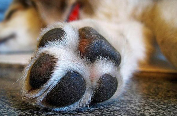 Cani morti a Gizzeria, avviata indagine su cause e bonificata area