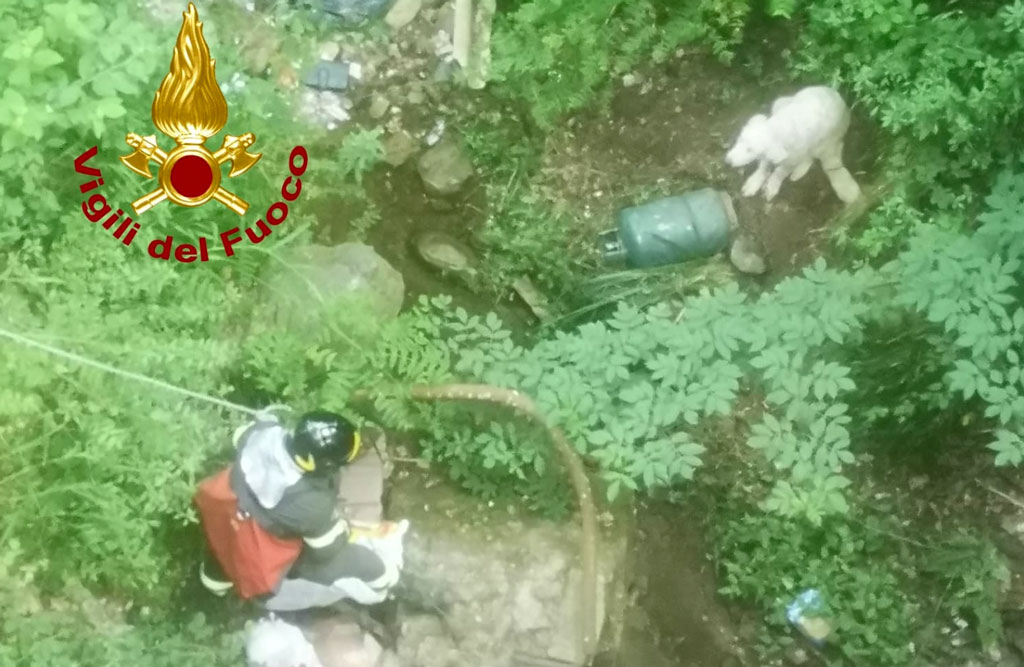 Cucciolo di pastore maremmano finisce in burrone: recuperato dai vigili del fuoco a Settingiano 