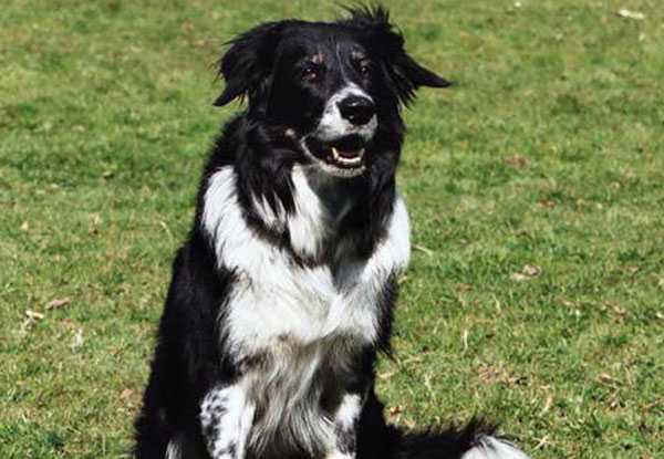 Ferisce cane con fucile a Cropani, obbligo di firma per 70enne