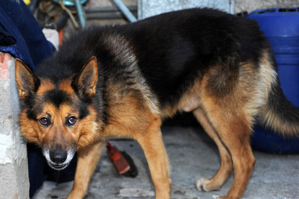 Il suo cane disturba perché abbaia di continuo, condannato a pagare un'ammenda: la sentenza del Tribunale di Castrovillari