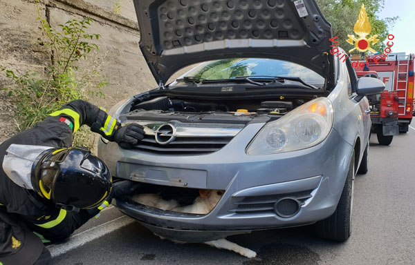 Auto investe cane a Cropani e rimane incastrato nel paraurti, intervengono vigili del fuoco
