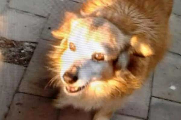 Aidaa: ancora un cane di quartiere ucciso a Crotone