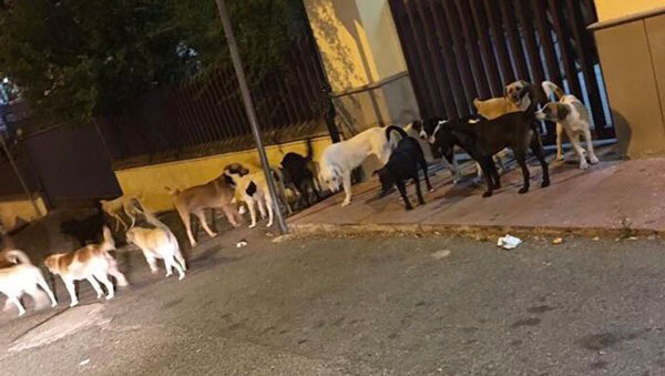 Lamezia, randagismo: Solla e Gianturco incontrano dirigente comunale