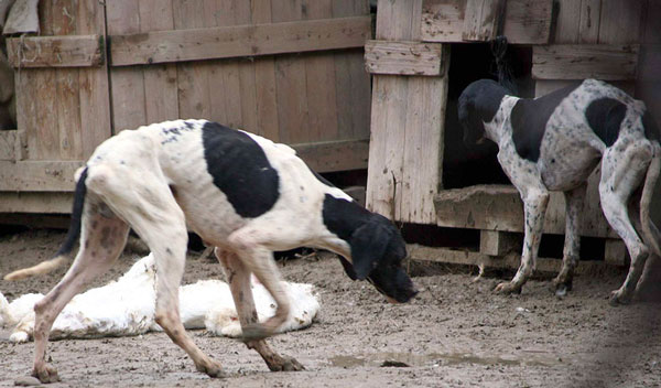 Denuncia animalisti: cani e gatti uccisi con veleno per topi a Squillace