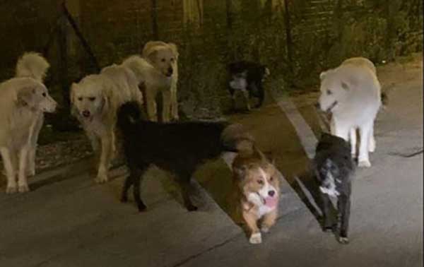 Denuncia animalisti, avvelenati 6 cani nel crotonese 