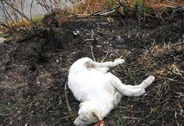 Giovane uccisa da cani a Satriano, Aidaa: "Iniziata mattanza randagi"