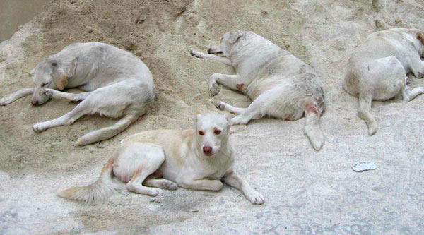 Cani uccisi con bocconi avvelenati nel Cosentino, denunciate due persone 