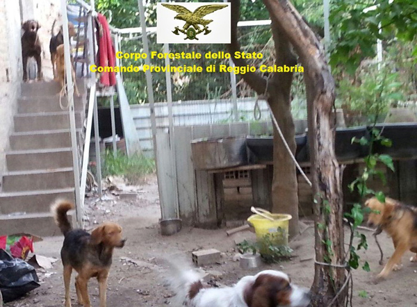 Maltrattamento di animali e violazione di domicilio, denunciata 60enne a Reggio