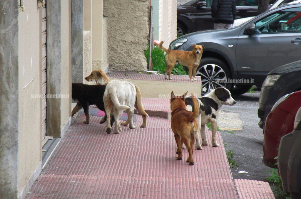 Lamezia, istituzione Consulta degli animali al Comune: ufficializzati nomi dei 15 componenti