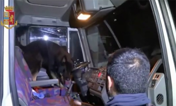 Addestravano cani per combattimenti, sette arresti a Gioia Tauro