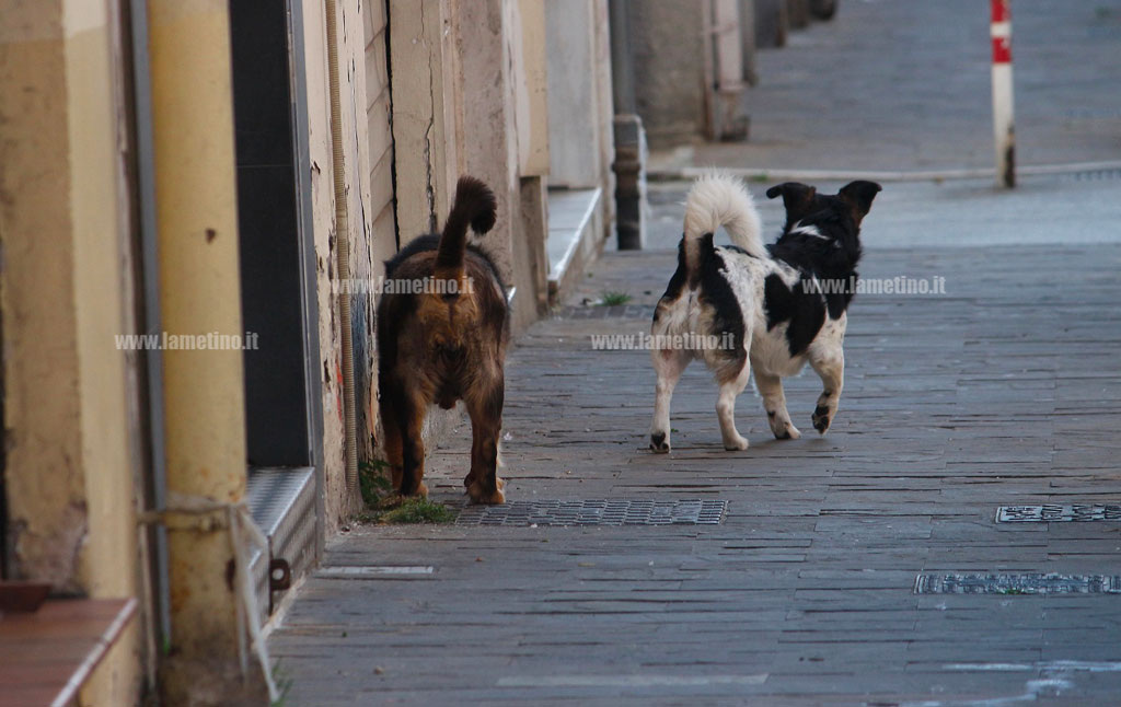 cani-coronaviru.jpg