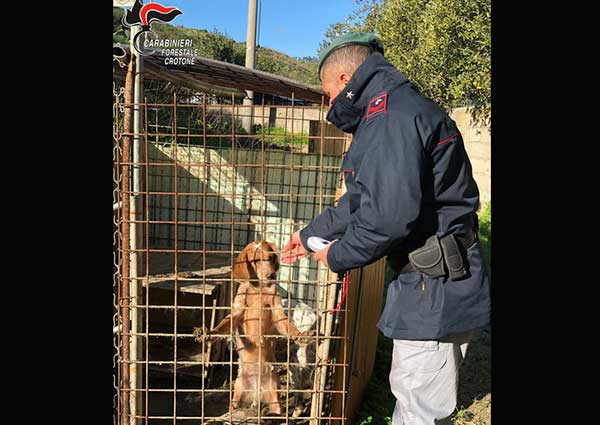 Cani trovati in ricovero precario e senza cibo, 2 denunce a Crotone 