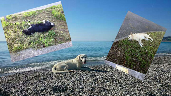 Lamezia, Vescio (FDI) su segnalazione cani avvelenati a Sant'Eufemia
