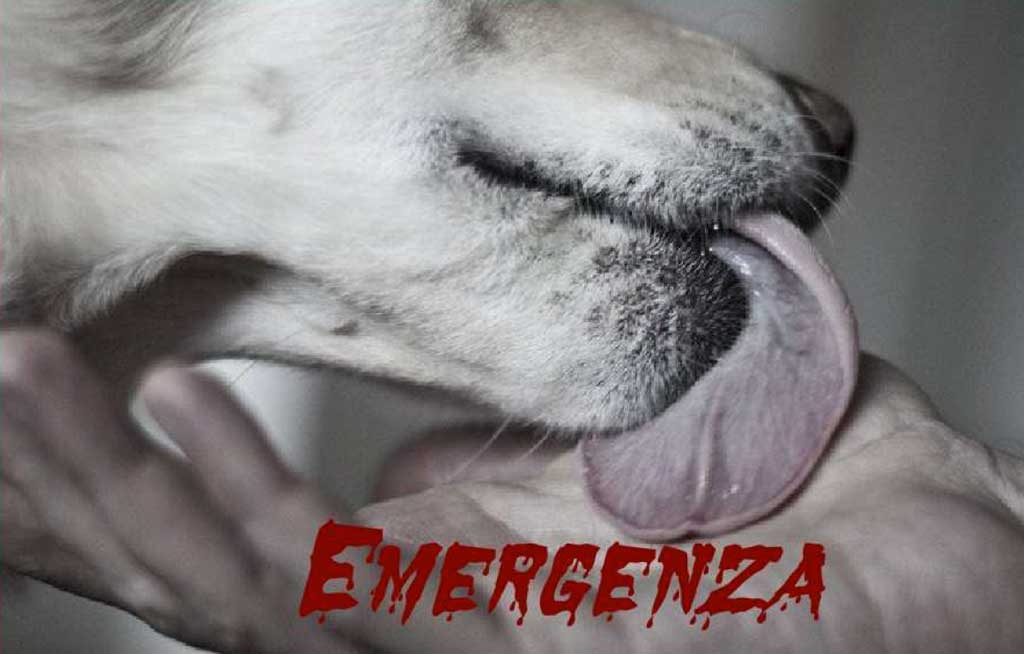 Change Destiny su emergenza cani in Calabria: "Creare iniziative concrete a tutela degli animali"