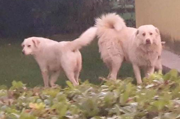 A Frascineto due cani uccisi a colpi di pistola davanti un negozio 
