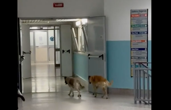 cani-ospedale-2023-06-06-alle-08.25.08_2e0ce.jpg