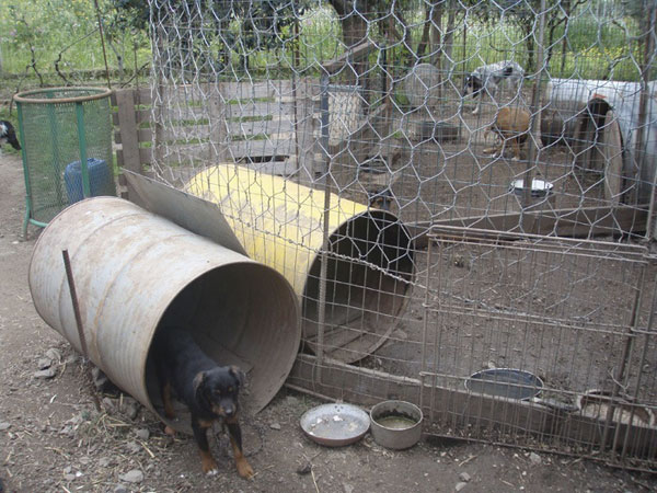 Calabria: Sequestrati 16 cani tenuti in precarie condizioni igieniche