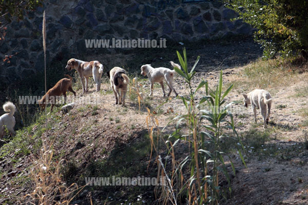 cani-randag-parco-fluviale-bis.jpg