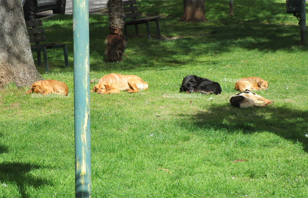 Al via in Calabria progetto "Save the dogs" contro randagismo 
