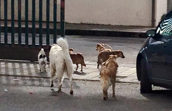 cani-randagi-citta.jpg