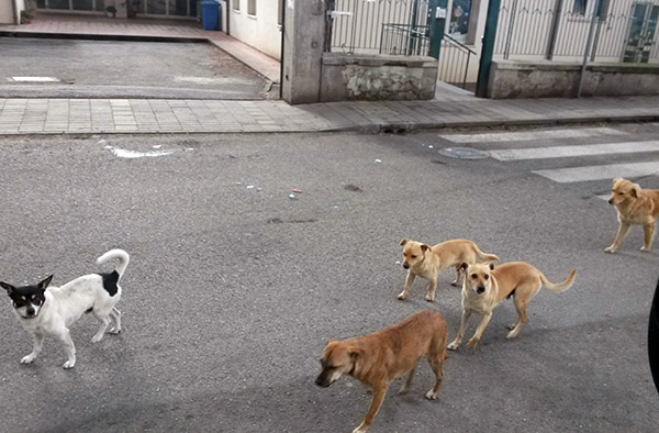 Associazione “Quartiere Capizzaglie”, emergenza randagismo in città