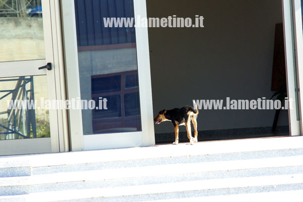 cani-randagi-comune-ott-2013-bis.jpg