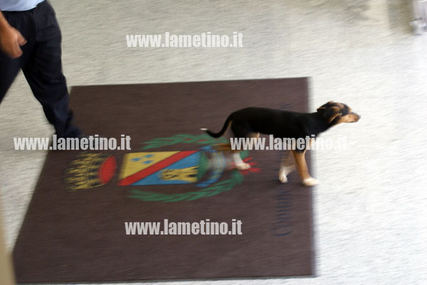 cani-randagi-comune-ott-2013-quater.jpg