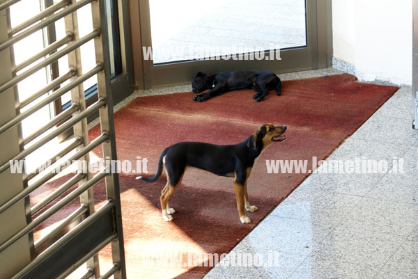 cani-randagi-comune-ott-2013-ter.jpg