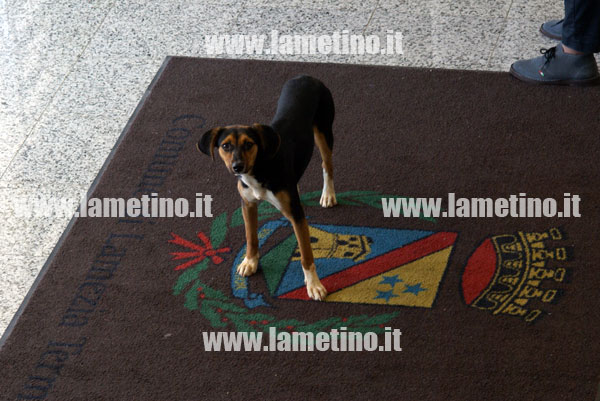 Lamezia: Problema randagismo, cani al Comune