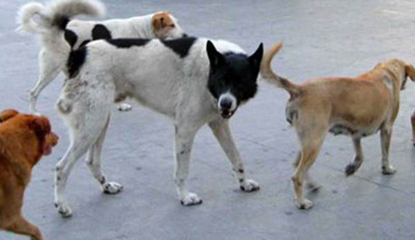 cani-randagi_f2f63_10947_e38bb.jpg