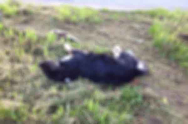 Lamezia: associazione ecologista Casapound su ritrovamento cani morti a Sant'Eufemia